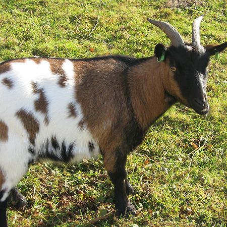 Le Paradis Des Animaux Coublevie Zewnętrze zdjęcie