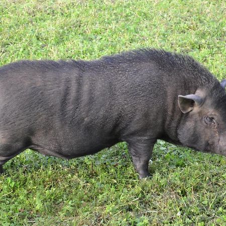 Le Paradis Des Animaux Coublevie Zewnętrze zdjęcie