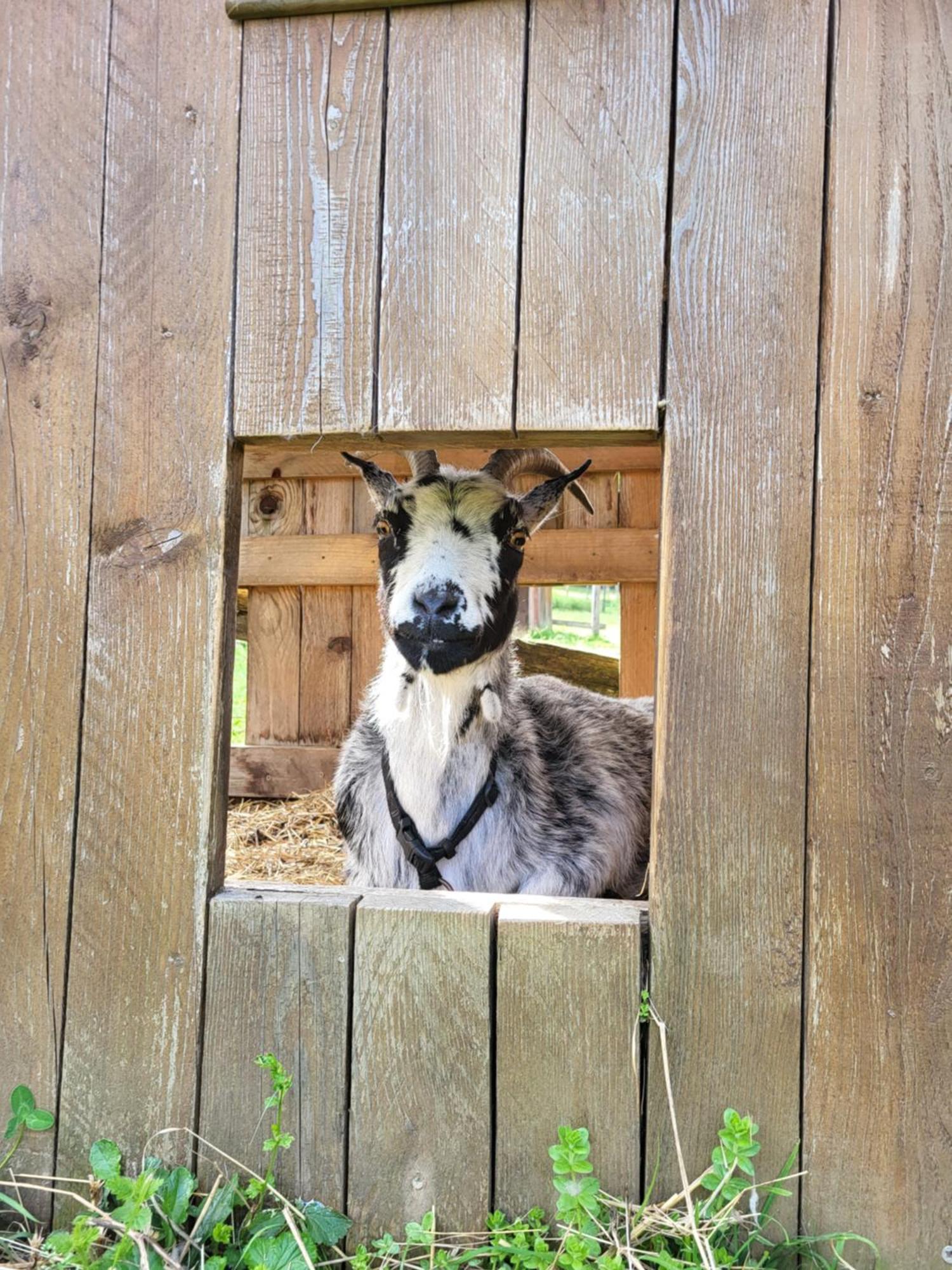 Le Paradis Des Animaux Coublevie Zewnętrze zdjęcie