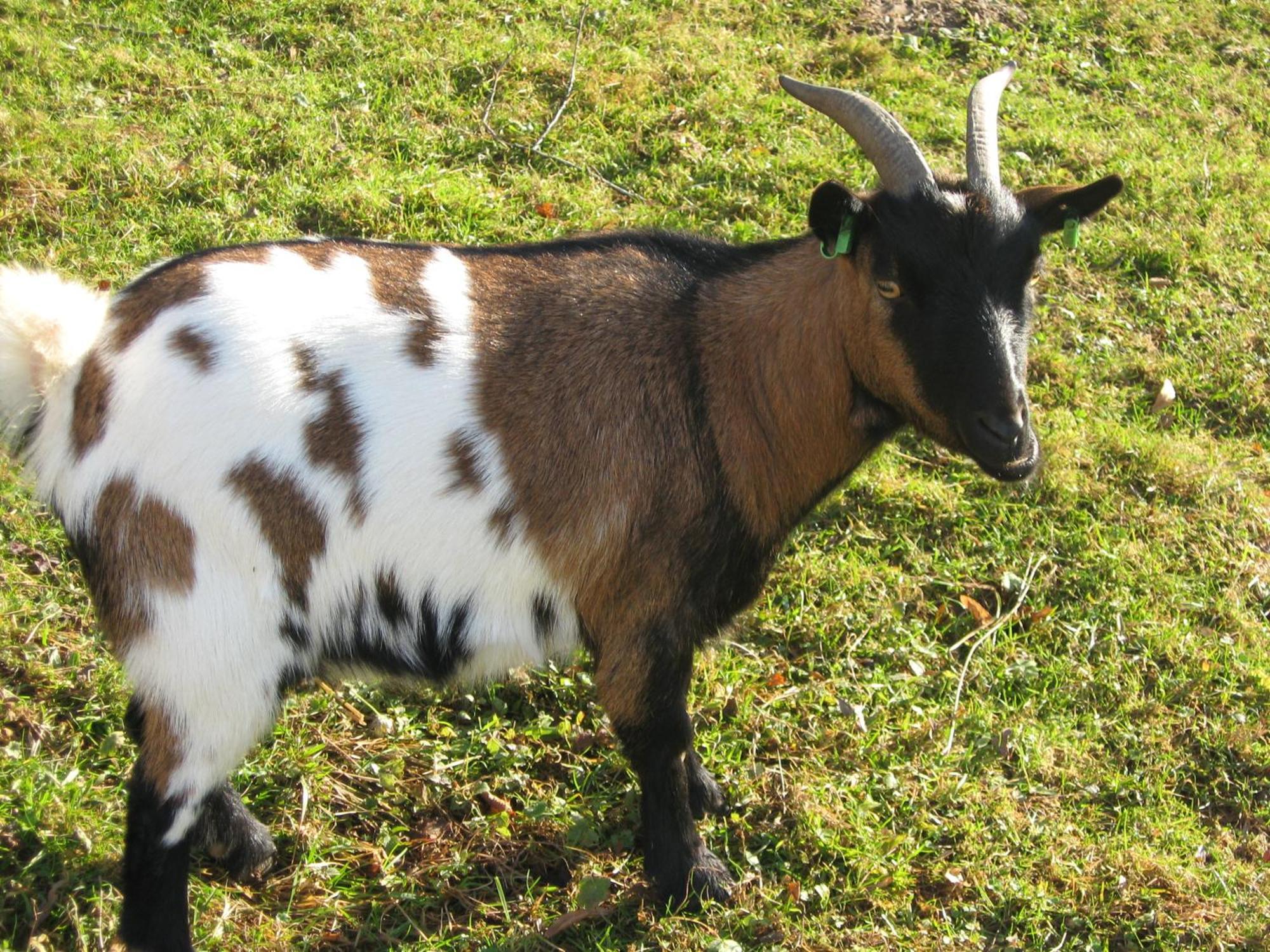 Le Paradis Des Animaux Coublevie Zewnętrze zdjęcie