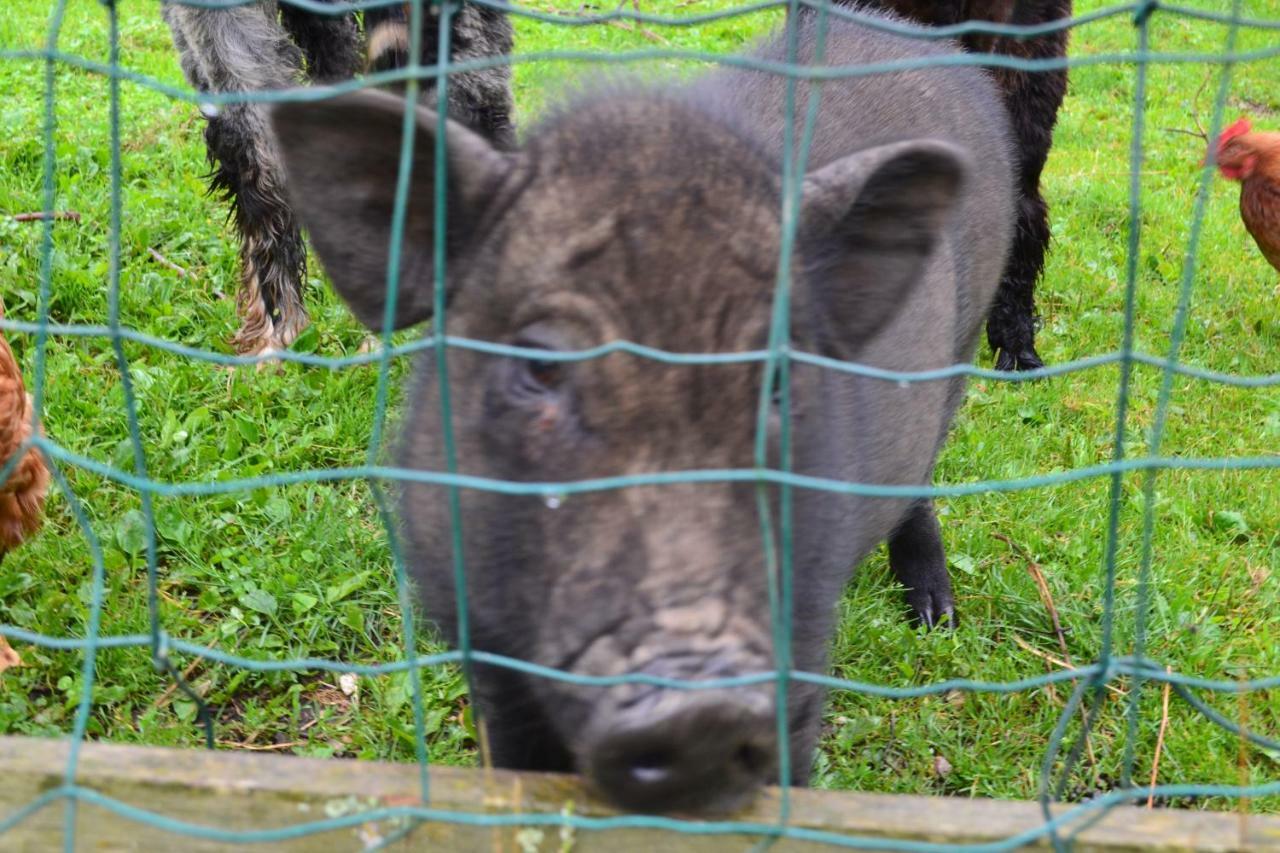 Le Paradis Des Animaux Coublevie Zewnętrze zdjęcie