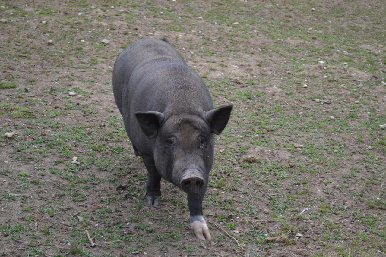 Le Paradis Des Animaux Coublevie Zewnętrze zdjęcie