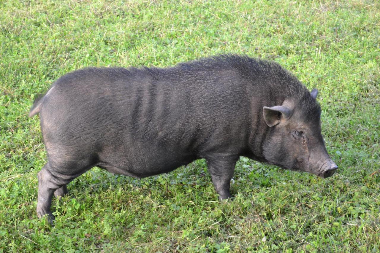 Le Paradis Des Animaux Coublevie Zewnętrze zdjęcie